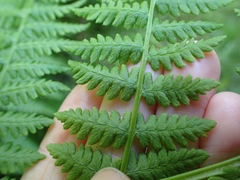 Athyrium cyclosorum, photograph Ellyne Geurts, CC0, iNaturalist via GBIF