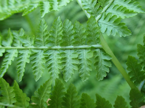 Athyrium cyclosorum, photograph 3