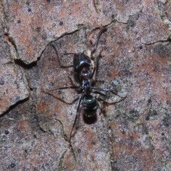 Iridomyrmex rufoniger