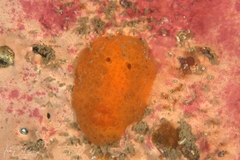 Discodoris paroa