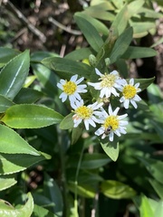 Aster baccharoides
