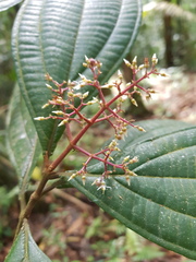 Miconia ligulata