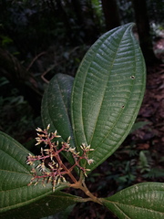 Miconia ligulata
