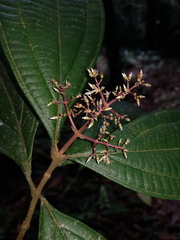 Miconia ligulata