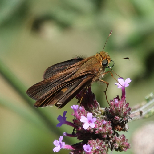 Ocola Skipper