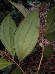 Miconia ligulata