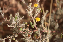 Acacia adoxa adoxa