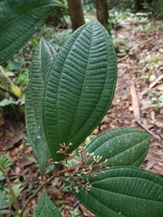 Miconia ligulata