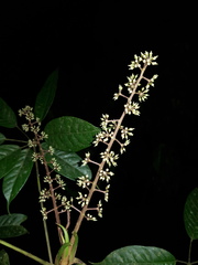 Sciodaphyllum systylum