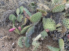 Opuntia cymochila