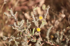 Acacia adoxa adoxa