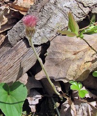 Antennaria solitaria