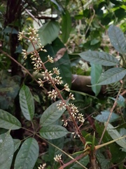 Sciodaphyllum systylum