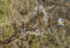 Symphyotrichum hallii