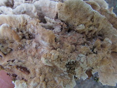 Steccherinum bourdotii