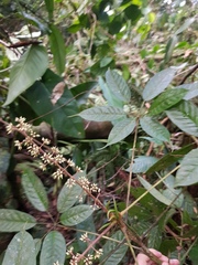 Sciodaphyllum systylum