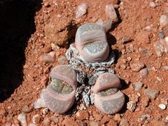 Lithops marmorata