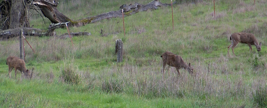 Columbian Black-tailed Deer from Shiloh Ranch Regional Park on March 3 ...
