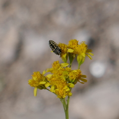Acmaeodera decipiens