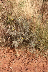 Acacia adoxa adoxa