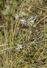 Symphyotrichum hallii