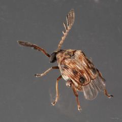 Megacerus cubiculus