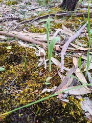 Thelymitra glaucophylla