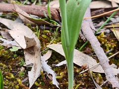Thelymitra glaucophylla