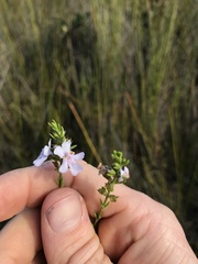 Westringia tenuicaulis