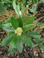 Linochilus tenuifolius