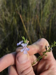 Westringia tenuicaulis