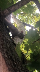 Sciurus carolinensis