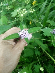 Crusea hispida