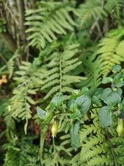 Salpichroa tristis