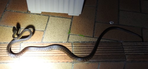 Brown Tree Snake sighting