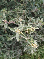 Calea sessiliflora