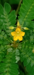 Biophytum sensitivum