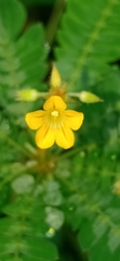 Biophytum sensitivum