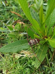 Deretrachys juvencus