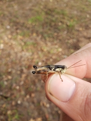 Melanoplus rusticus