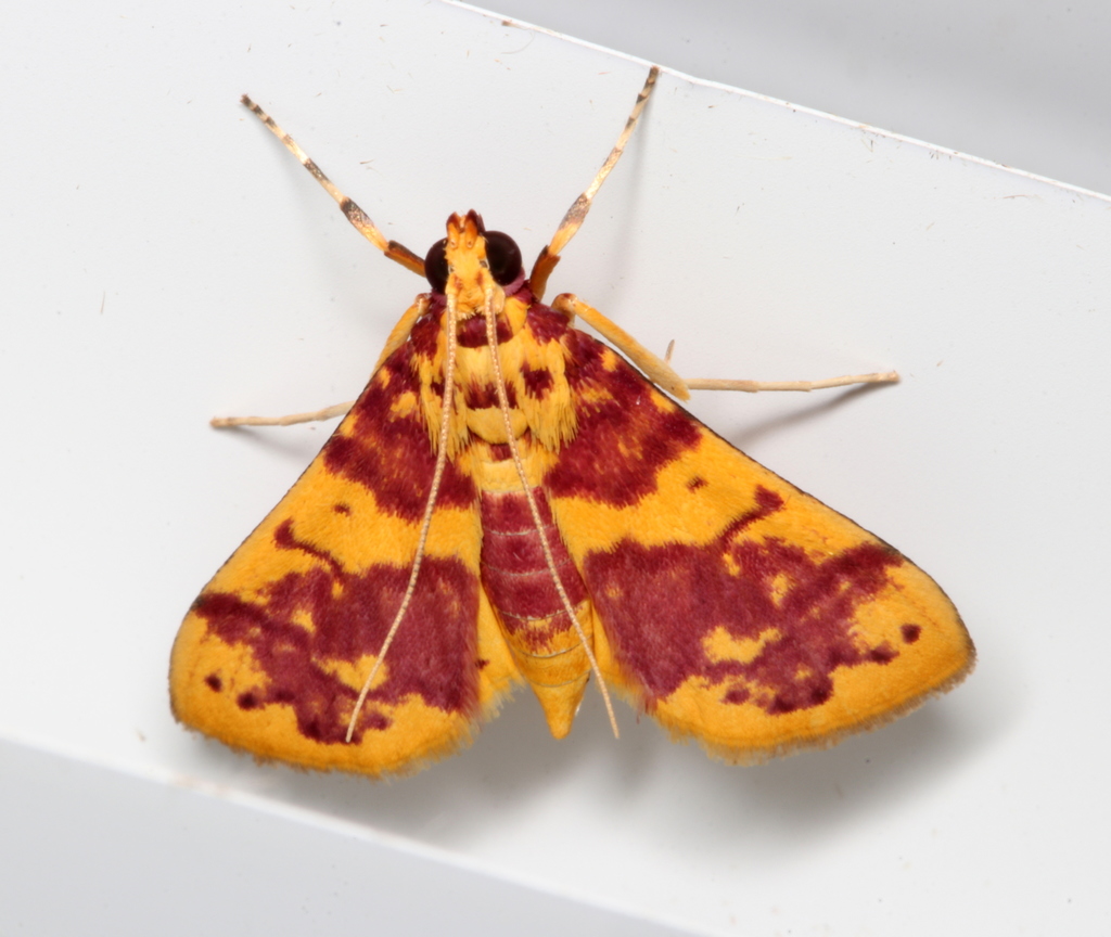 Conogethes haemactalis