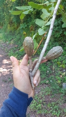 Cedrela salvadorensis