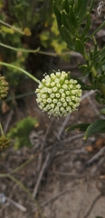 Asteriscium chilense