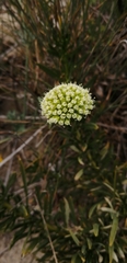Asteriscium chilense