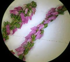 Erica intervallaris intervallaris