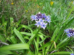 Scilla peruviana