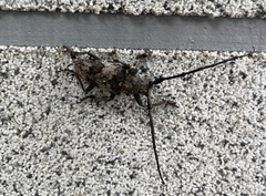 Lamiomimus gottschei