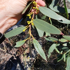 Eucalyptus obstans