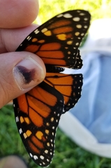 Danaus plexippus