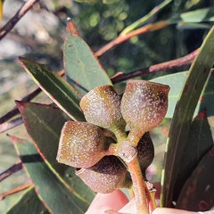 Eucalyptus obstans
